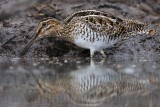 _MG_9393 Wilsons Snipe.jpg