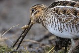 _MG_9651 Wilsons Snipe.jpg