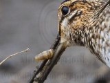 _MG_9651crop Wilsons Snipe.jpg