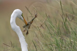 _MG_4734 Great Egret.jpg