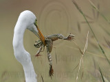 _MG_4736 Great Egret.jpg