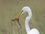 _MG_4739 Great Egret.jpg