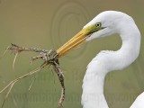 _MG_4744 Great Egret.jpg