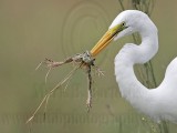 _MG_4748 Great Egret.jpg