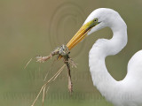 _MG_4754 Great Egret.jpg