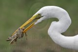 _MG_4777 Great Egret.jpg