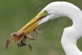 _MG_4782 Great Egret.jpg