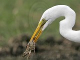 _MG_4784 Great Egret.jpg