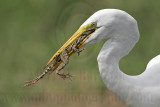 _MG_4812 Great Egret.jpg