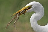 _MG_4813 Great Egret.jpg