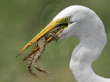 _MG_4814 Great Egret.jpg
