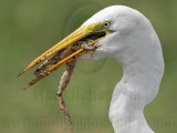 _MG_4815 Great Egret.jpg