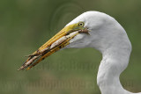 _MG_4822 Great Egret.jpg