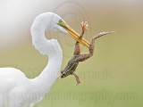 _MG_5048 Great Egret.jpg