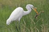 _MG_5076 Great Egret.jpg