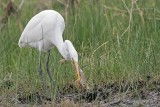 _MG_5093 Great Egret.jpg