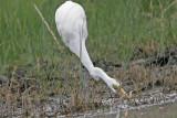 _MG_5145 Great Egret.jpg