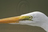 _MG_5587 Great Egret.jpg