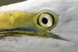 _MG_5587crop Great Egret.jpg