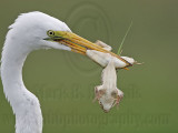 _MG_6804 Great Egret.jpg