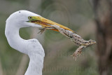_MG_6821 Great Egret.jpg