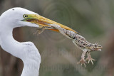 _MG_6822 Great Egret0.jpg