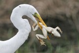 _MG_6841 Great Egret.jpg