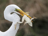 _MG_6852 Great Egret.jpg