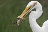_MG_6885c Great Egret.jpg
