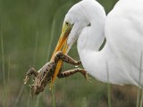 _MG_6900 Great Egret.jpg
