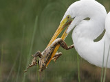 _MG_6902 Great Egret.jpg