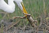 _MG_6949 Great Egret.jpg