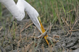 _MG_6951 Great Egret.jpg