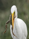 _MG_6998 Great Egret.jpg