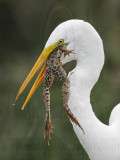 _MG_7037 Great Egret.jpg