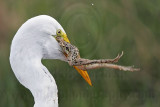 _MG_7117 Great Egret.jpg