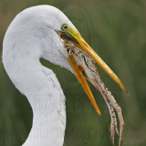 _MG_7118 Great Egret.jpg