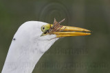 _MG_7126 Great Egret.jpg