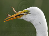 _MG_7208 Great Egret.jpg