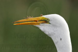 _MG_7210 Great Egret.jpg