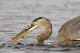 _MG_8374 Great Blue Heron.jpg