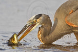 _MG_8411 Great Blue Heron.jpg