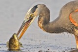 _MG_8415 Great Blue Heron.jpg