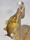 _MG_8452 Great Blue Heron.jpg