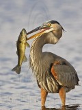 I would rather be fishing:).