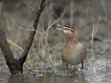 _MG_0160 Masked Duck.jpg