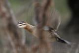 _MG_1316 Masked Duck.jpg
