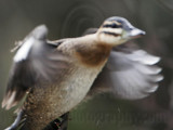 _MG_5634 Masked Duck.jpg