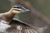 _MG_5636 Masked Duck.jpg