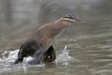 _MG_5641crop Masked Duck.jpg